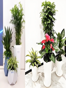 镇海花卉出租哪家好