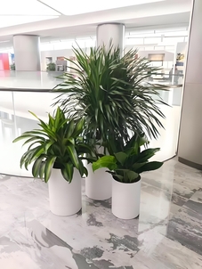 找专业盆景出租？宁波海曙别错过